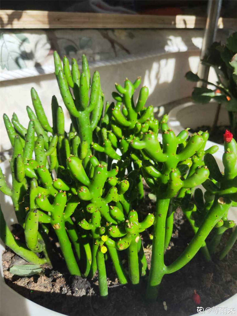 光棍树如何扦插