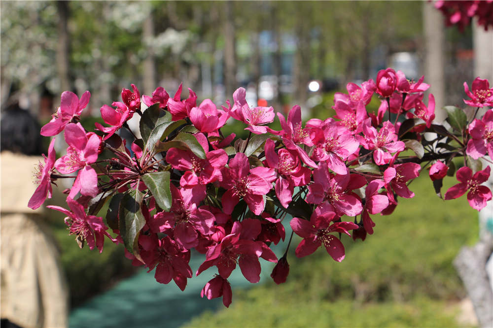 海棠花 海棠花