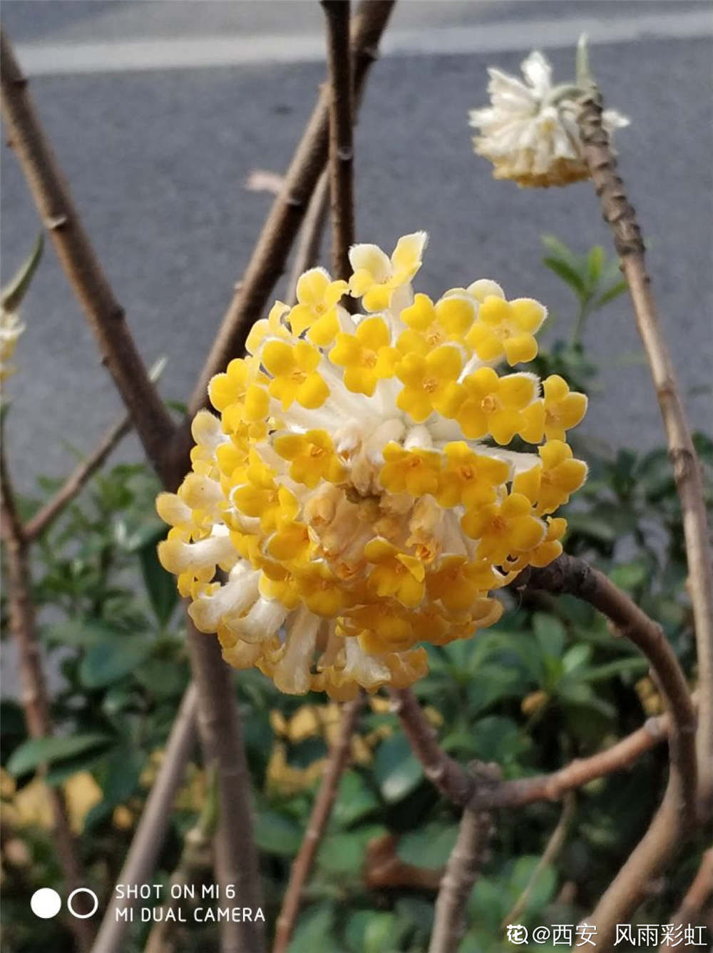 结香的花语和传说