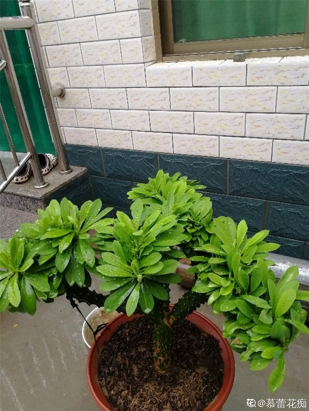 麒麟掌 麒麟掌