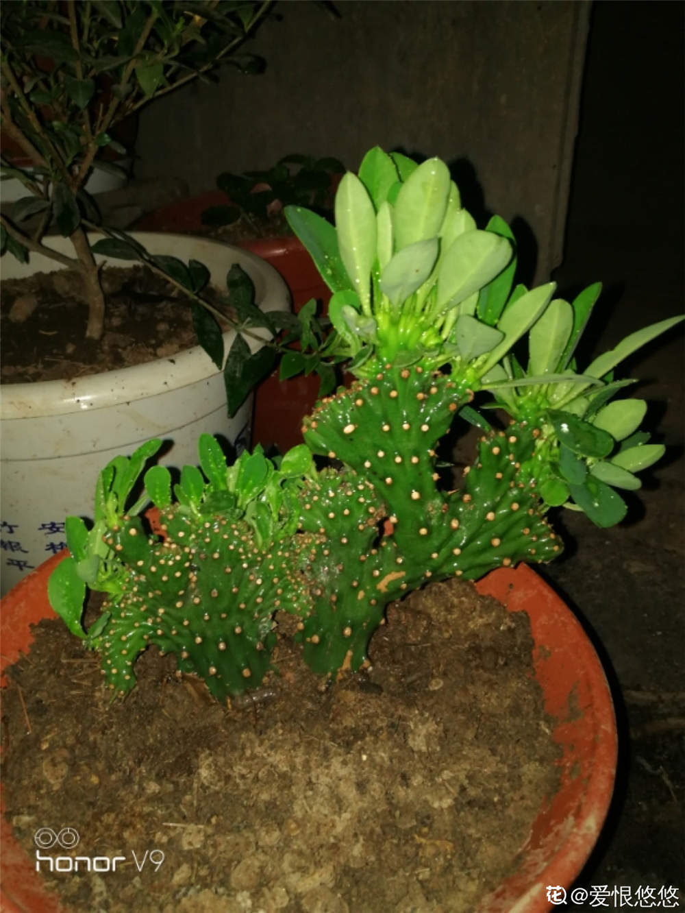 麒麟掌 麒麟掌