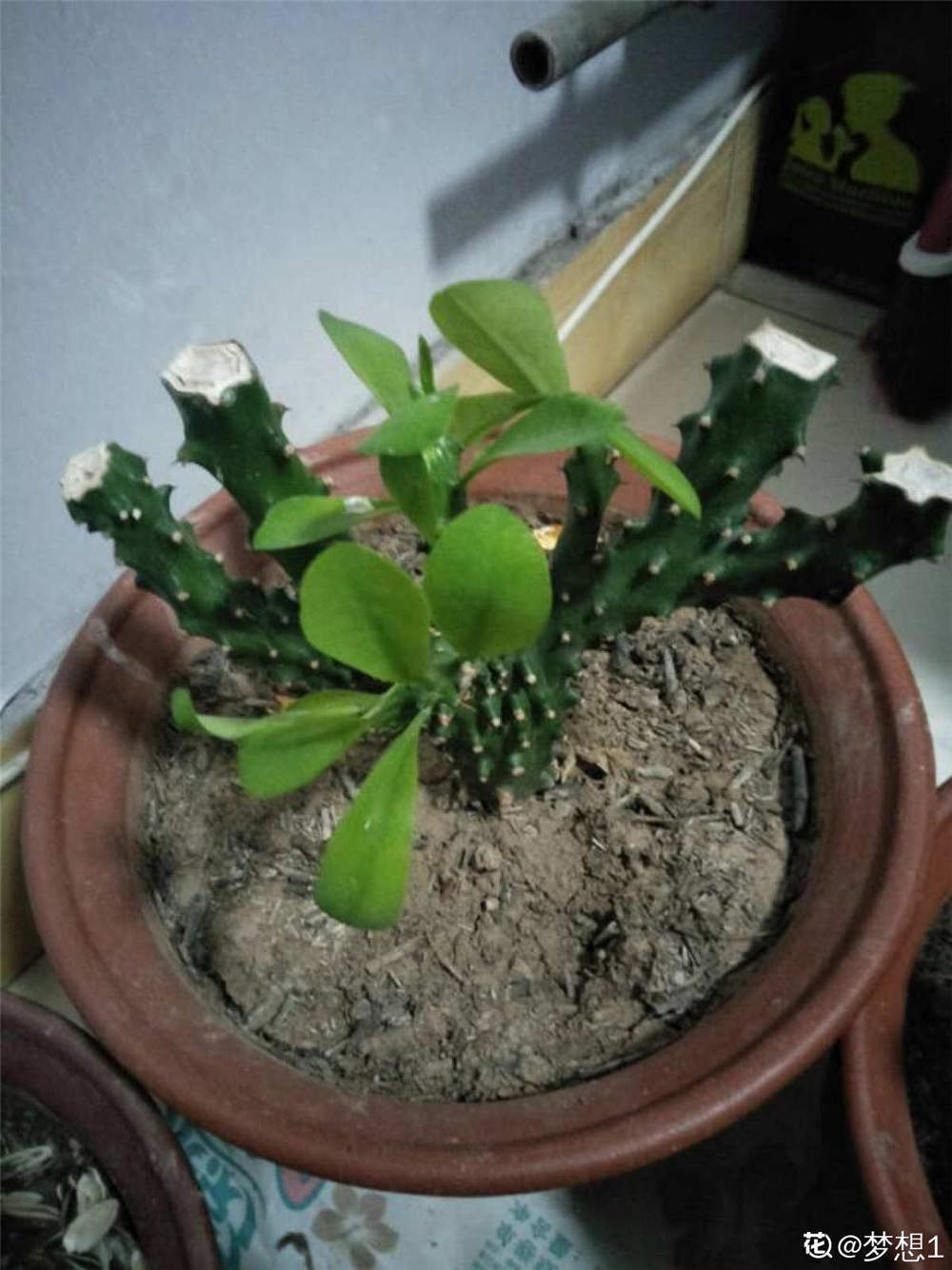 麒麟掌 麒麟掌