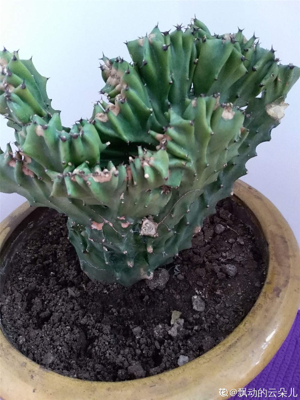麒麟掌 麒麟掌
