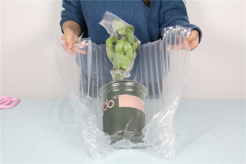 山茶花 山茶花