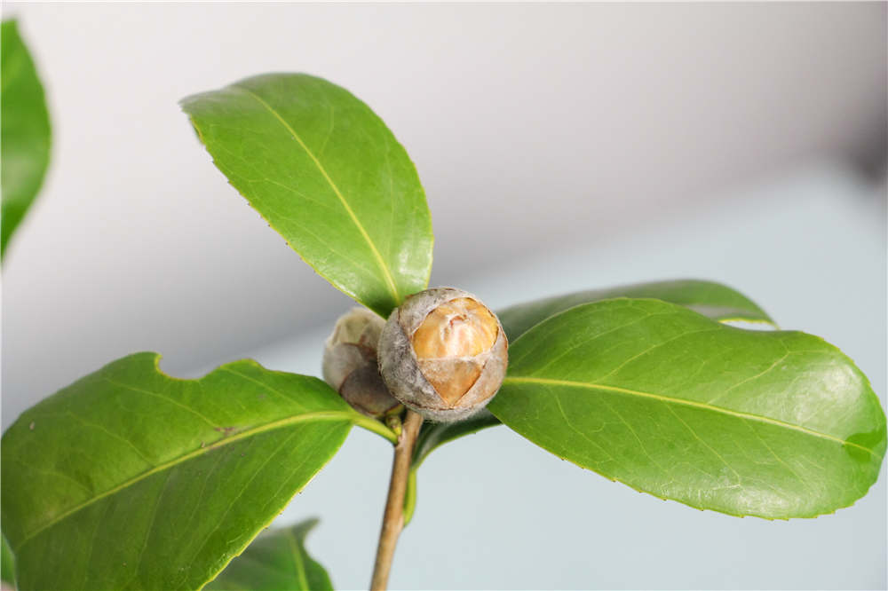 山茶花 山茶花