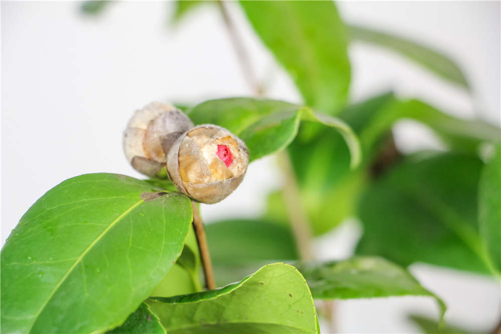 山茶花 山茶花