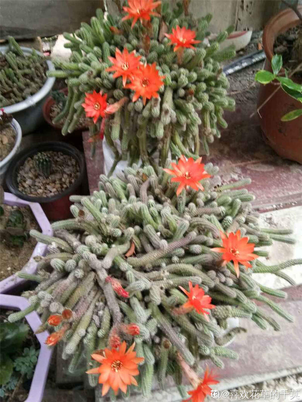 鼠尾掌 鼠尾掌