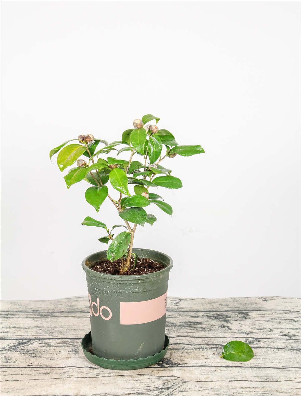 山茶花 山茶花