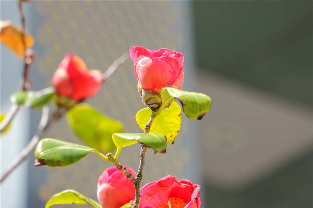山茶花 山茶花