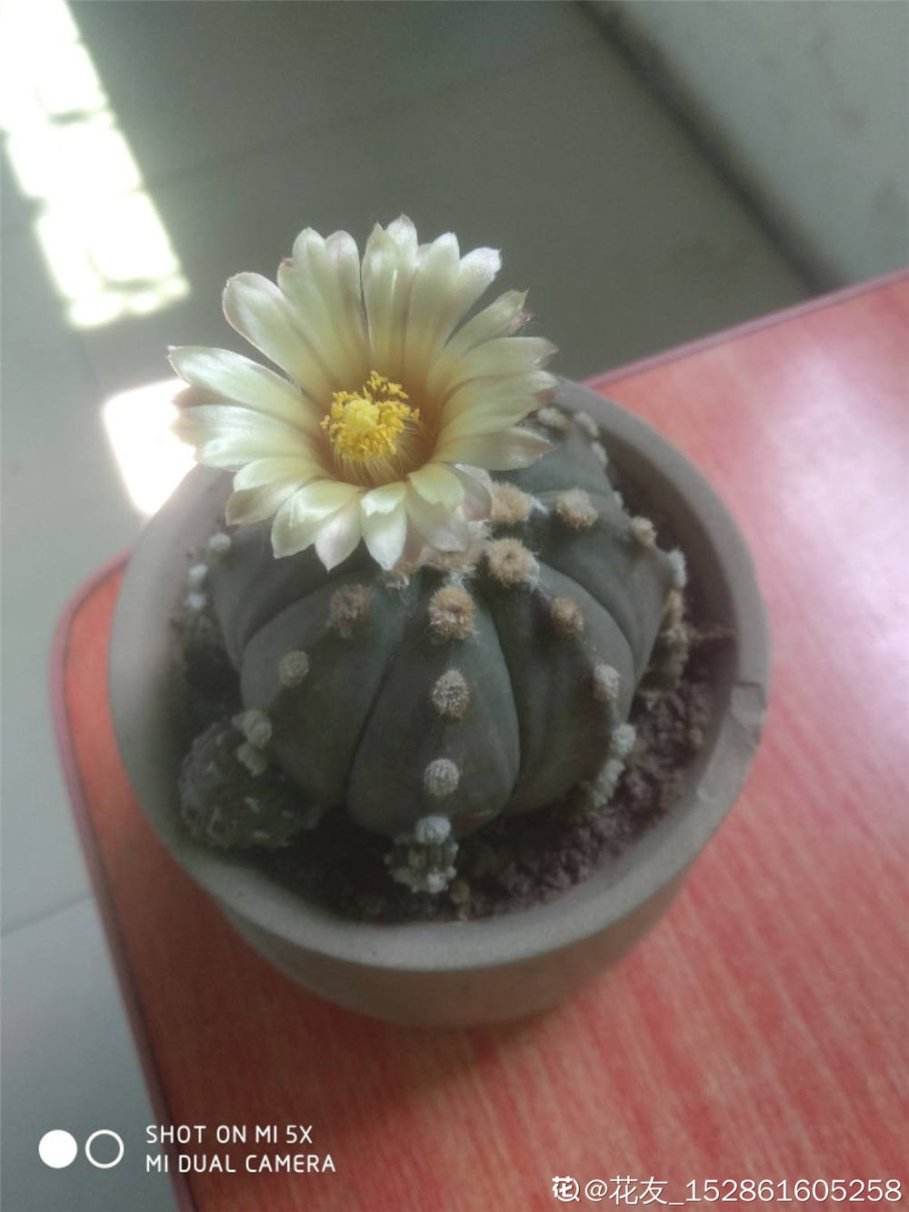 多肉植物星兜怎么养 多肉植物星兜图片 丹若网