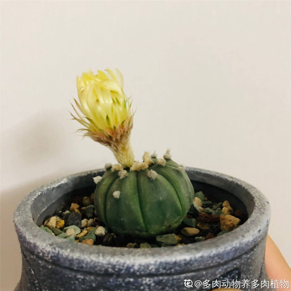 多肉植物星兜怎么养 多肉植物星兜图片 丹若网