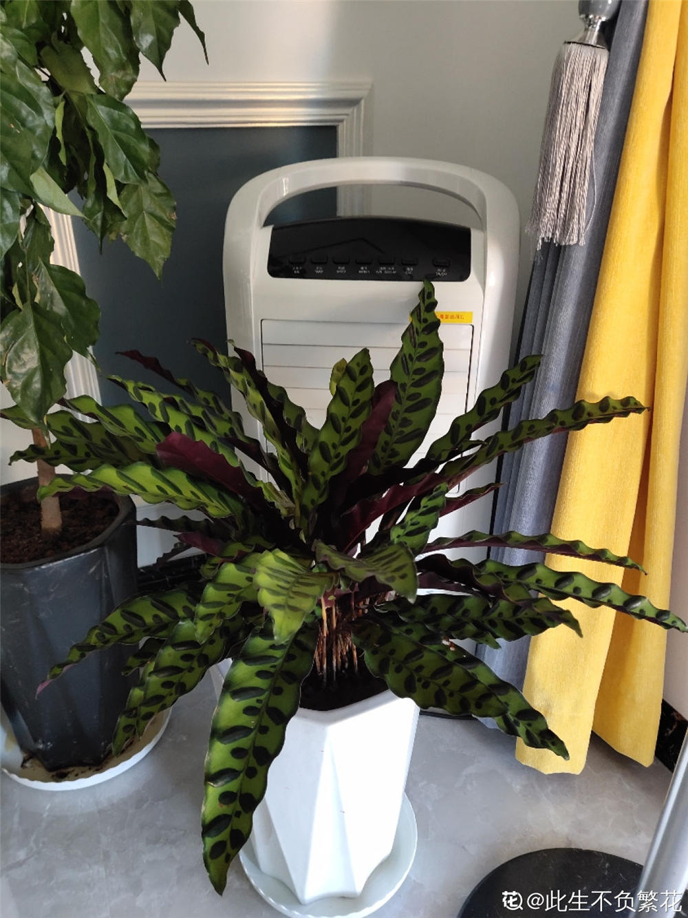 猫眼竹芋开花吗