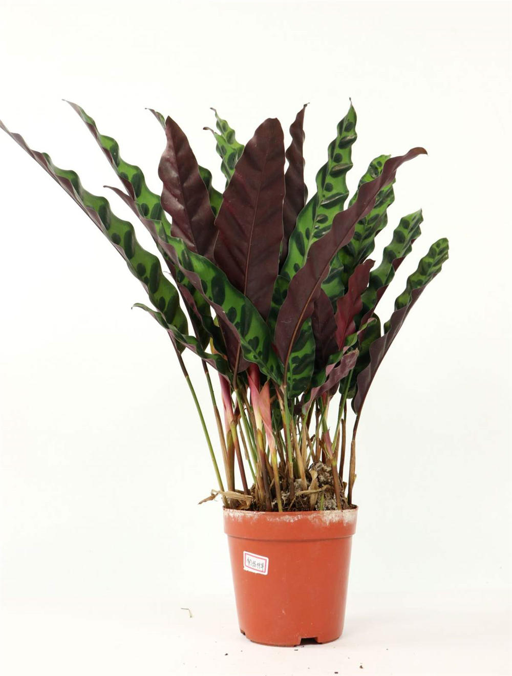 [猫眼竹芋有毒吗?]猫眼竹芋有毒吗 - 深圳生活网