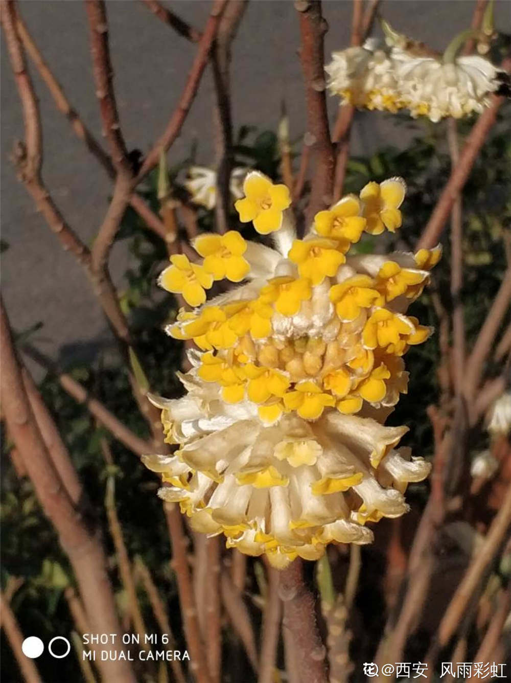 [结香花]结香的花期 - 深圳生活网