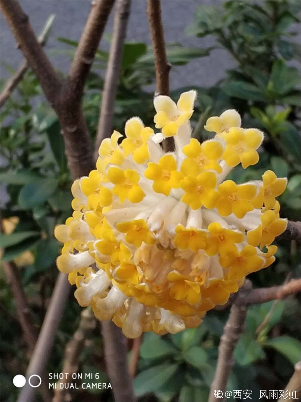 [结香花]结香的花期 - 深圳生活网