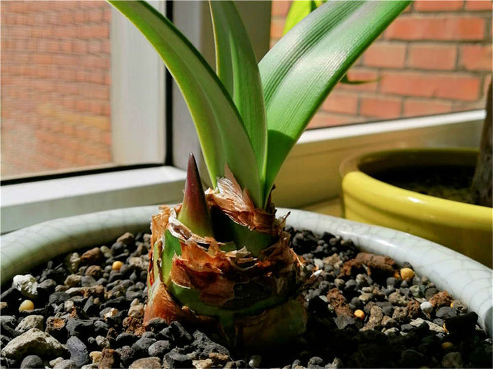 朱顶红的繁殖方法大全