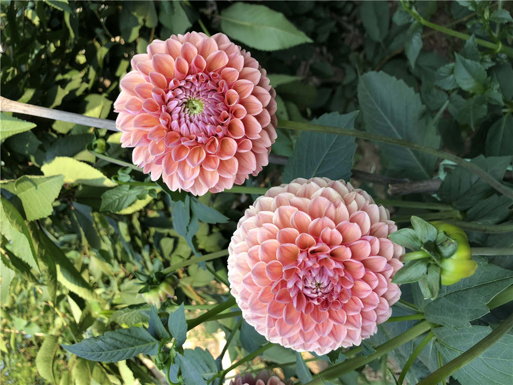 大丽花 大丽花