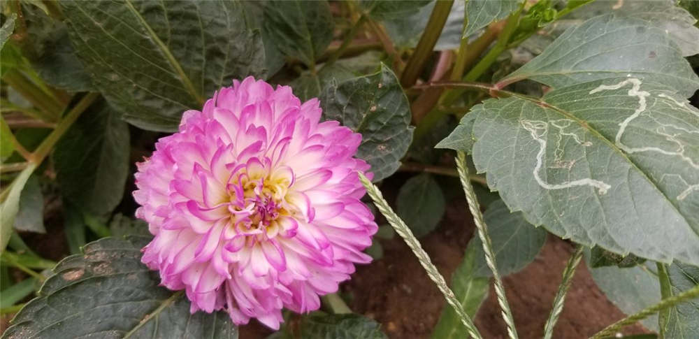 大丽花 大丽花