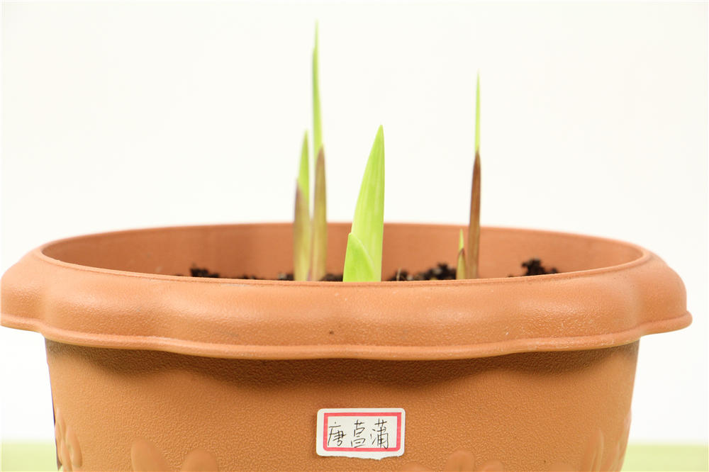 唐菖蒲 唐菖蒲