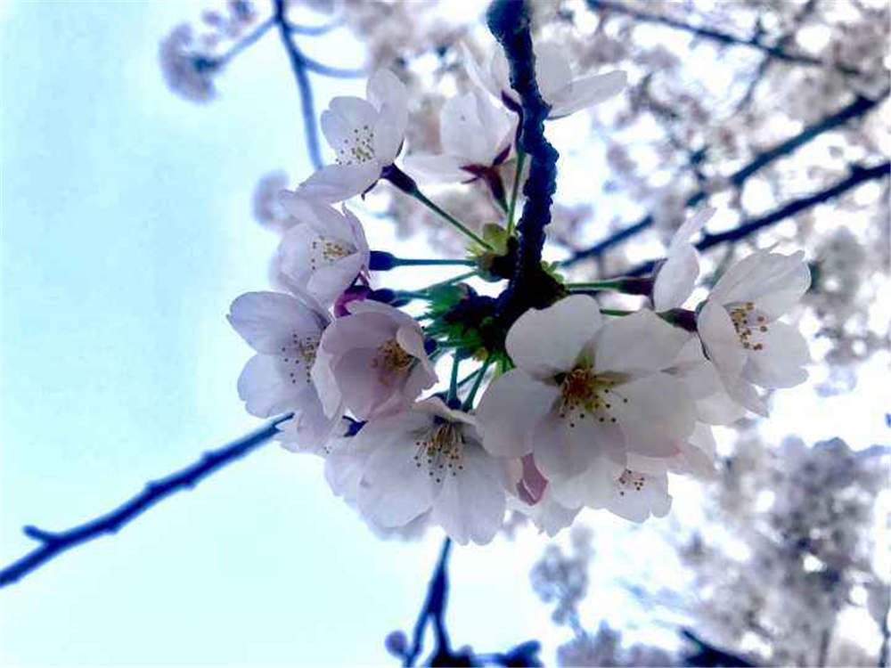 樱花