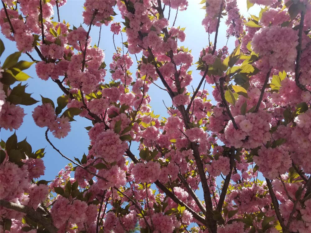 樱花