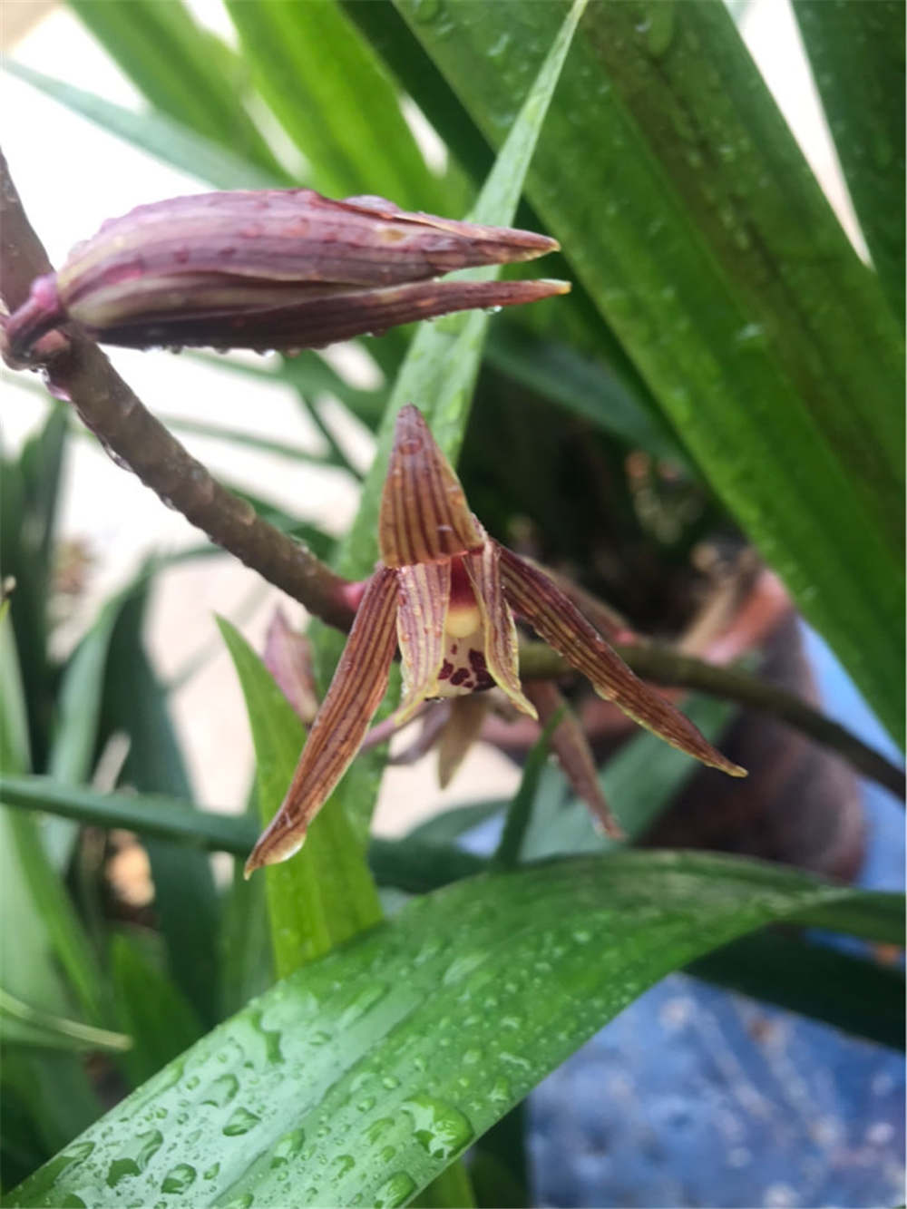 墨兰的花语和文化背景