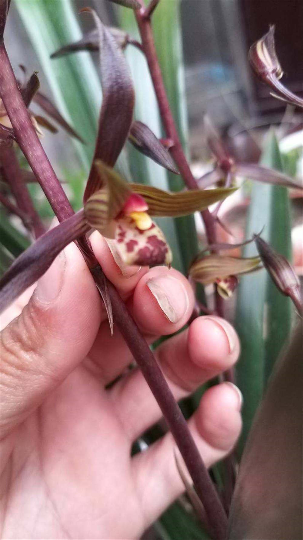 墨兰的花语和文化背景