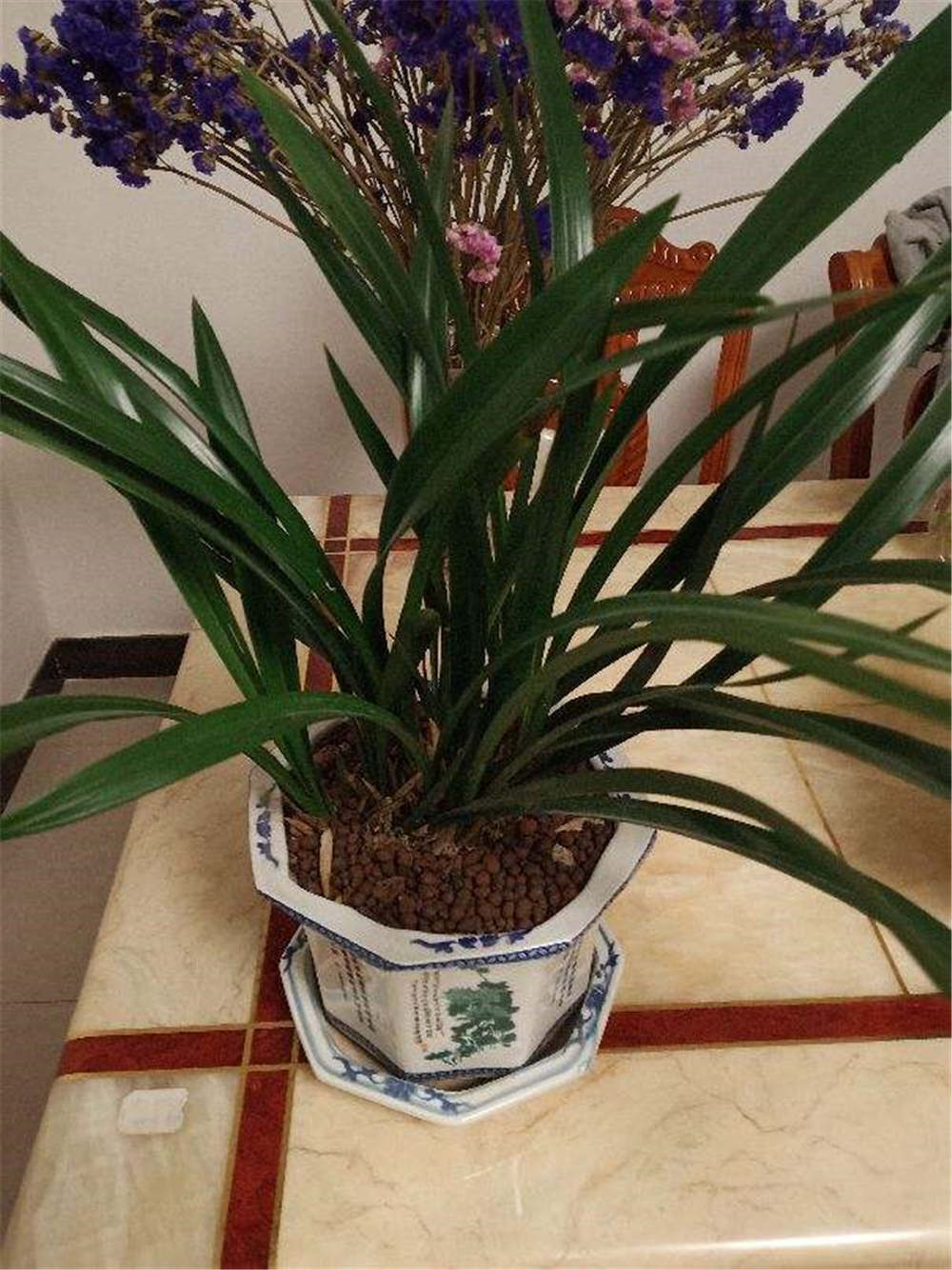 墨兰的花语和文化背景