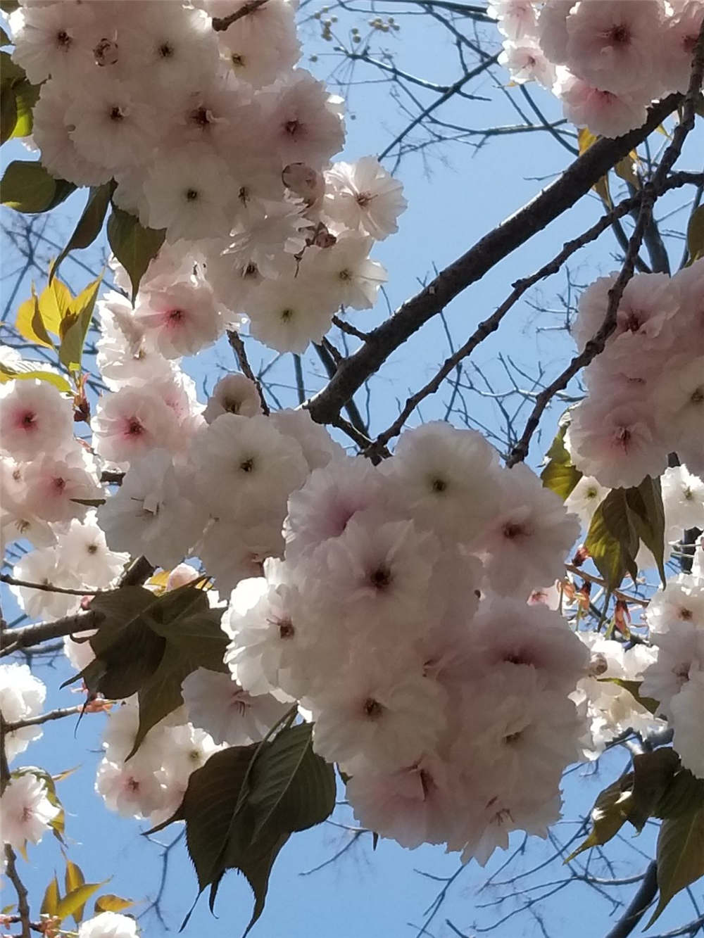 樱花