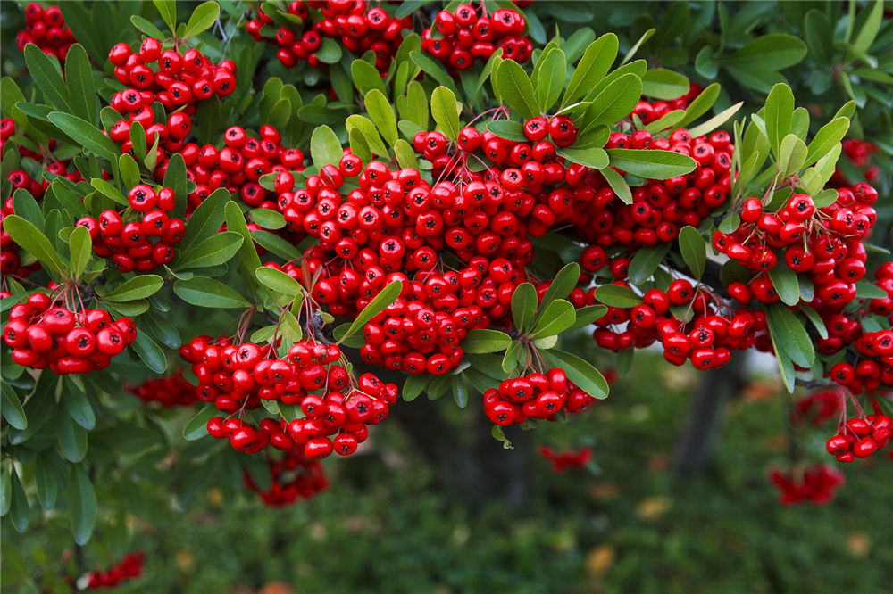 火棘的观赏作用