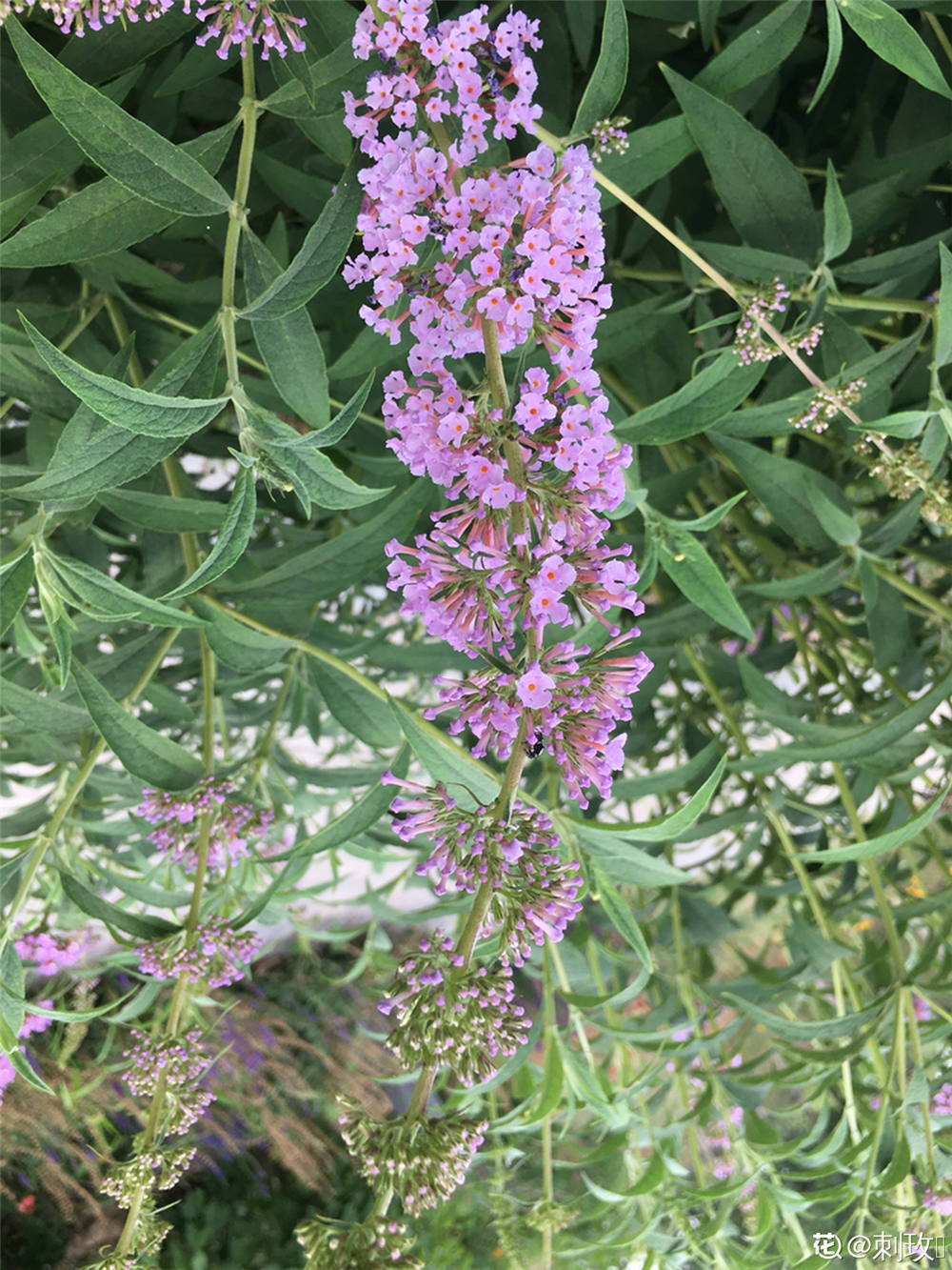 醉鱼草的花语和文化背景