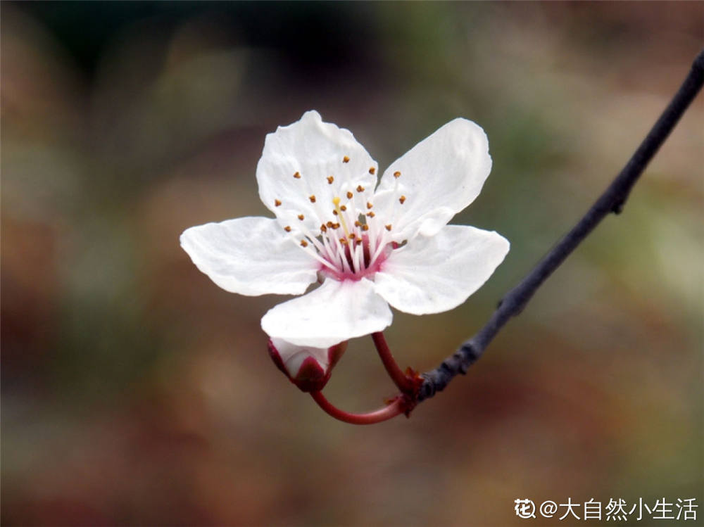 紫叶李常见的虫害及其防治 紫叶李病虫害种类 崇爱网 紫叶李常见的虫害及其防治 紫叶李病虫害种类 崇爱网