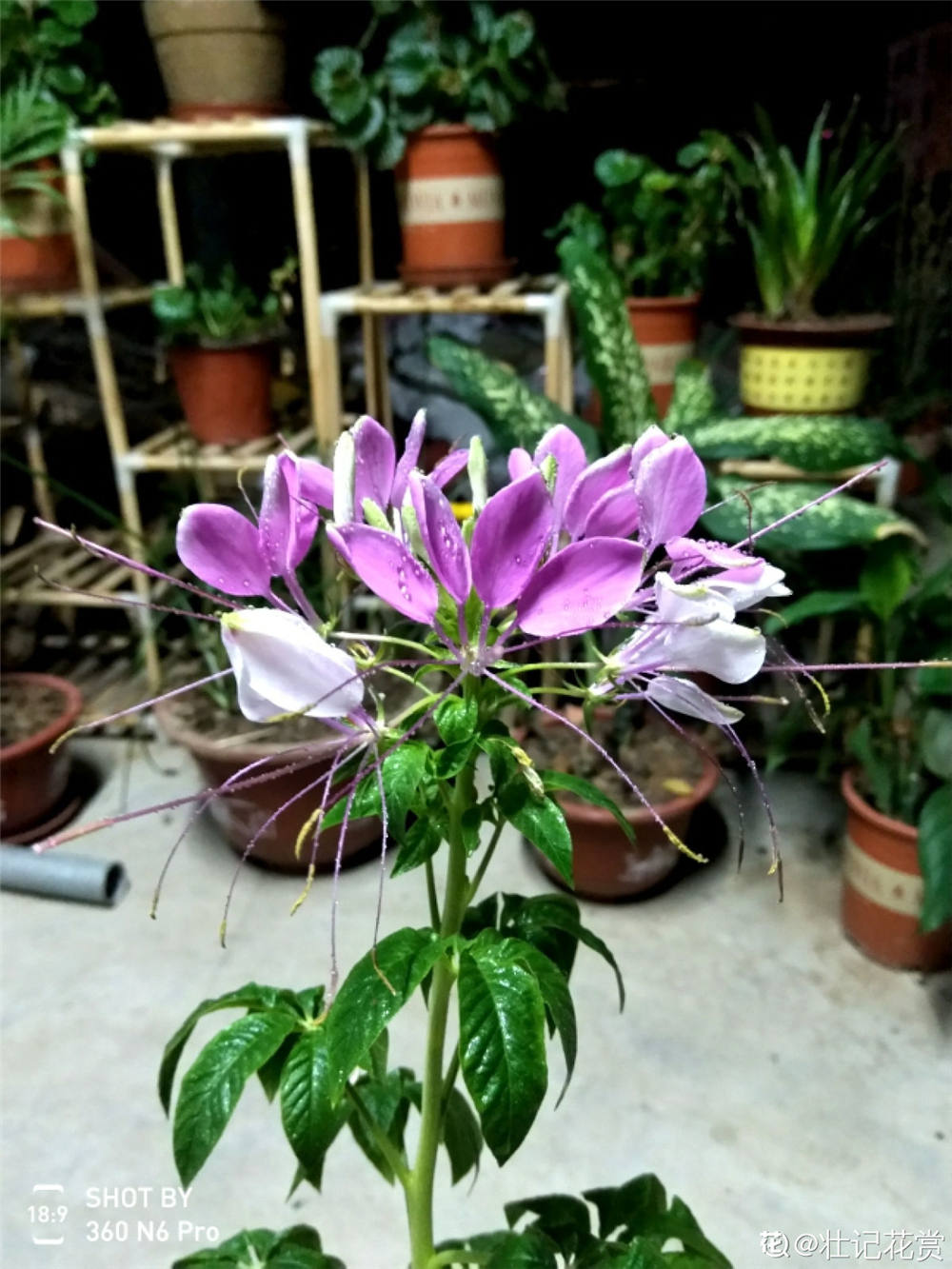 醉蝶花的养殖护要点