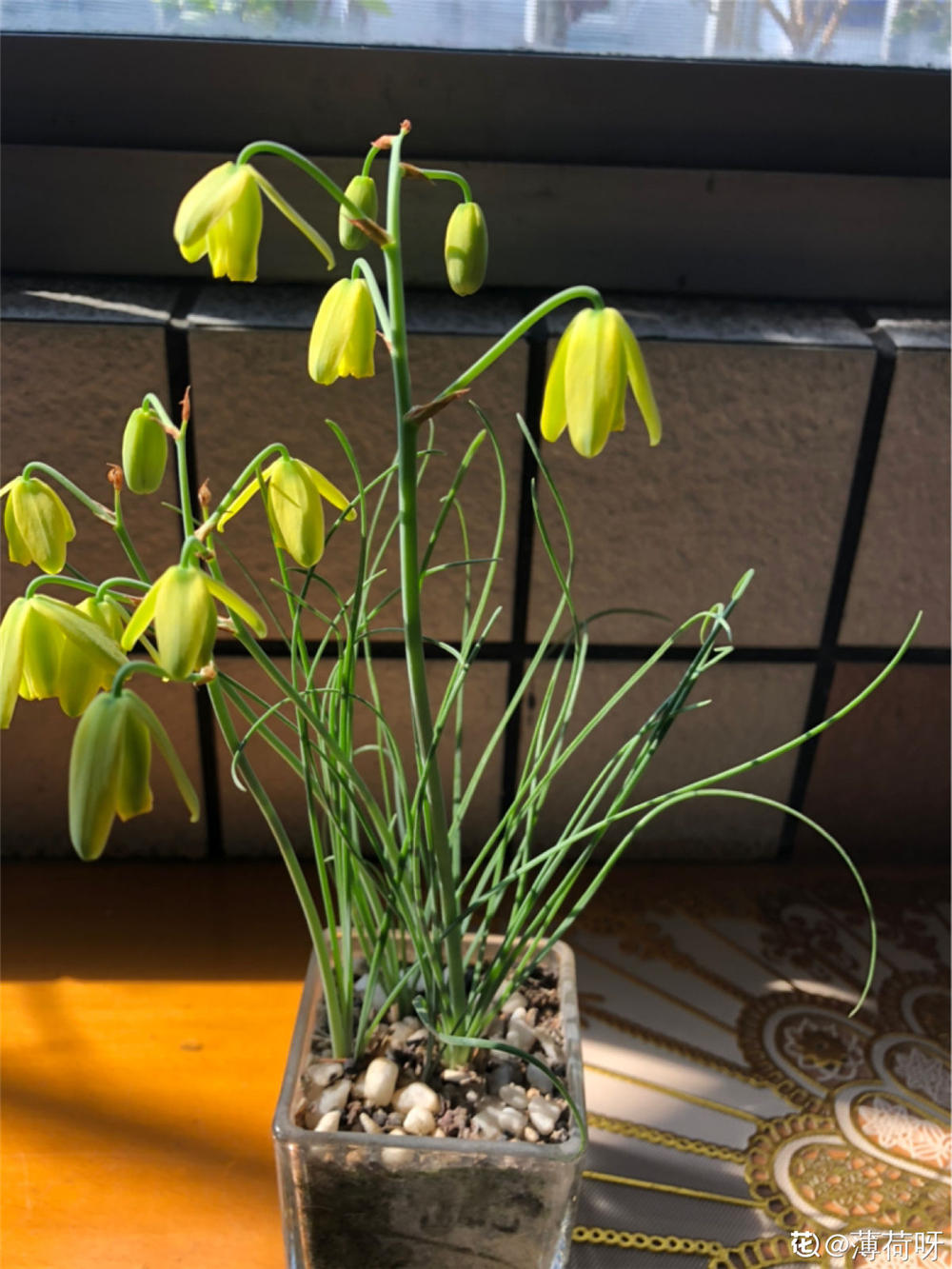 弹簧草的养殖方法和注意事项