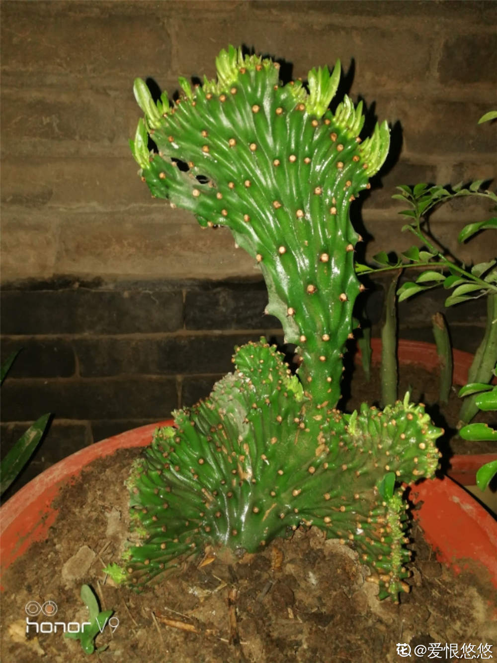 麒麟掌可以开花吗