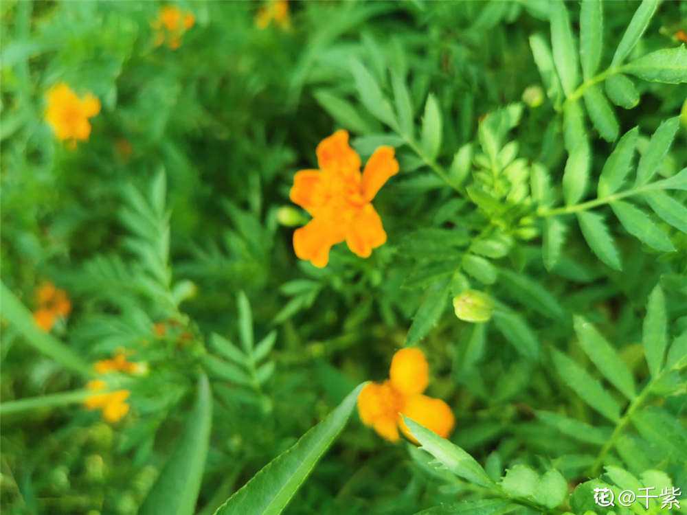 孔雀草的花语和象征意义