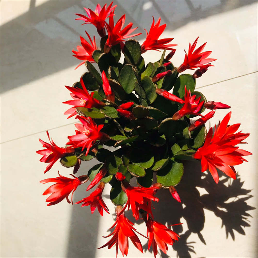 假昙花的四季养殖护