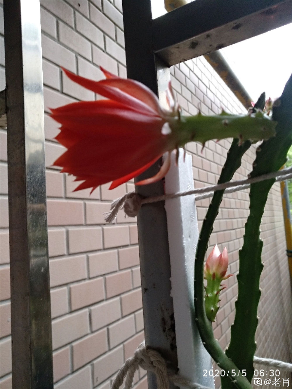 令箭荷花怎么修剪