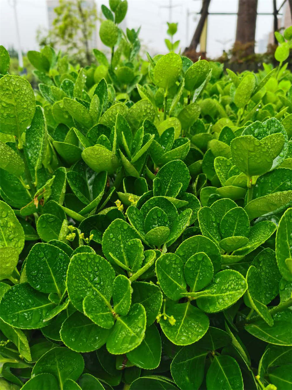 冬青开花吗