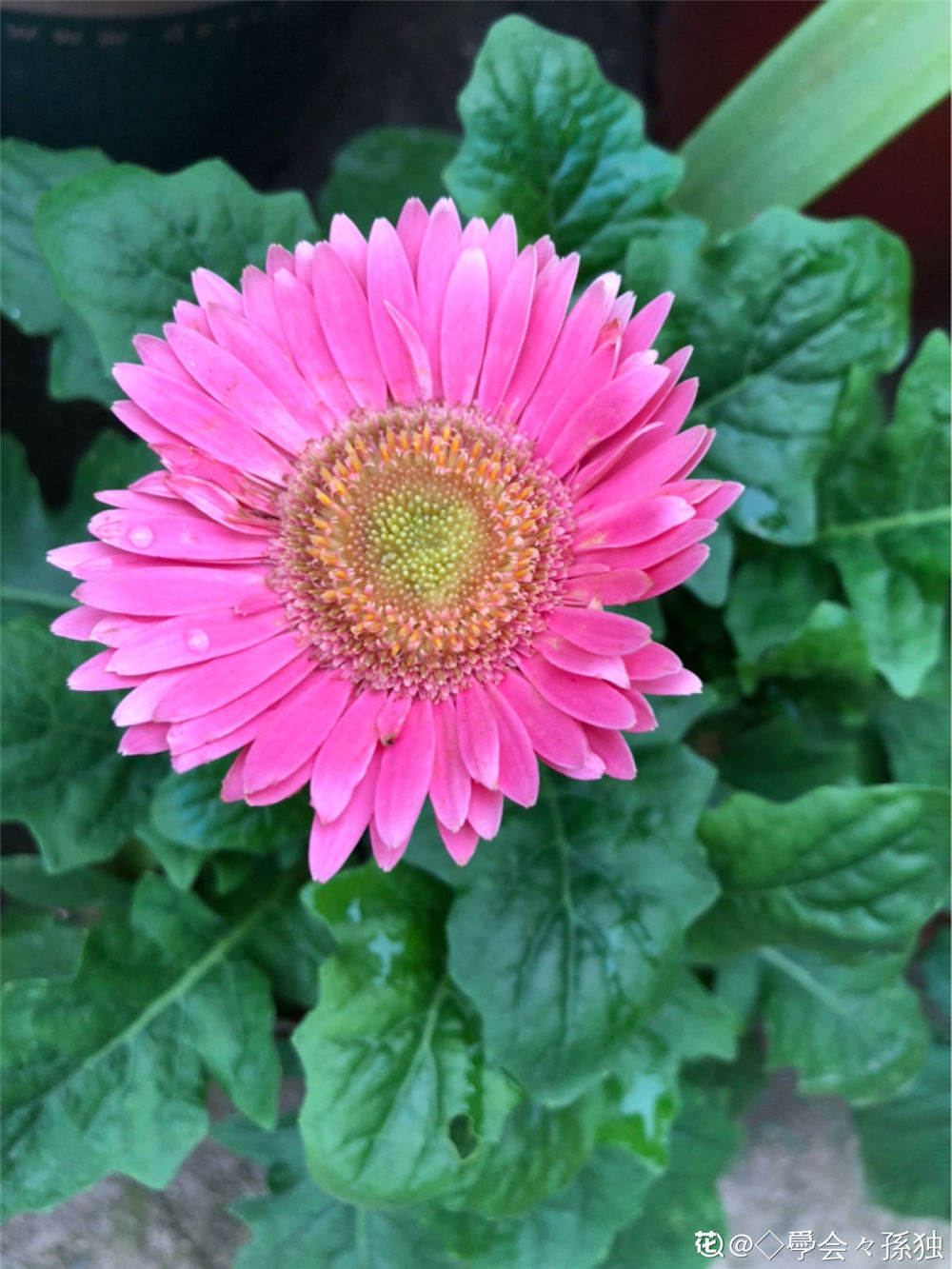 非洲菊 非洲菊