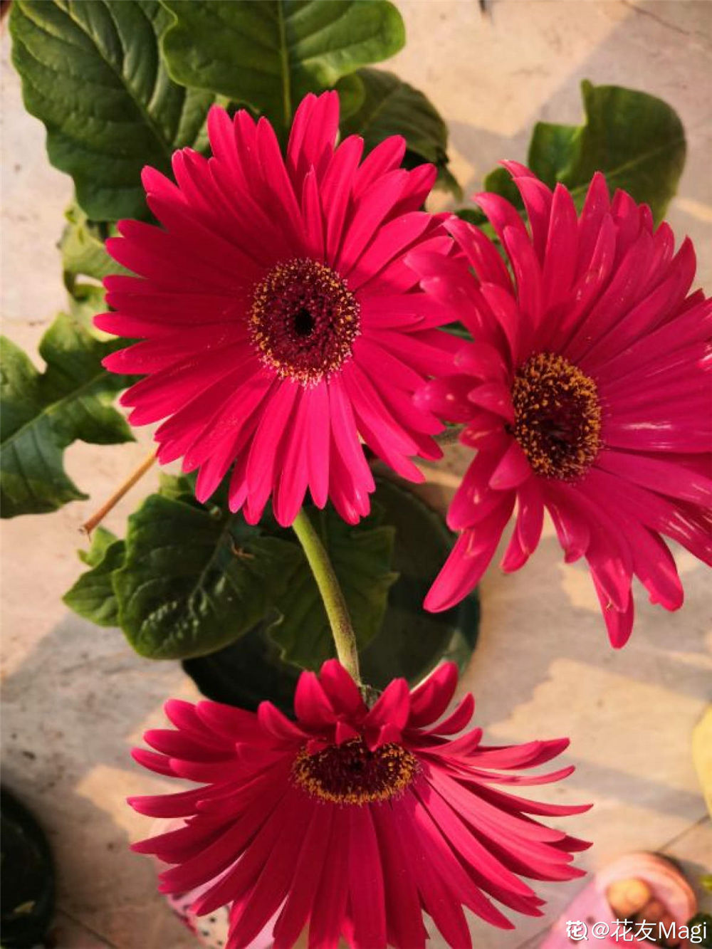 非洲菊 非洲菊