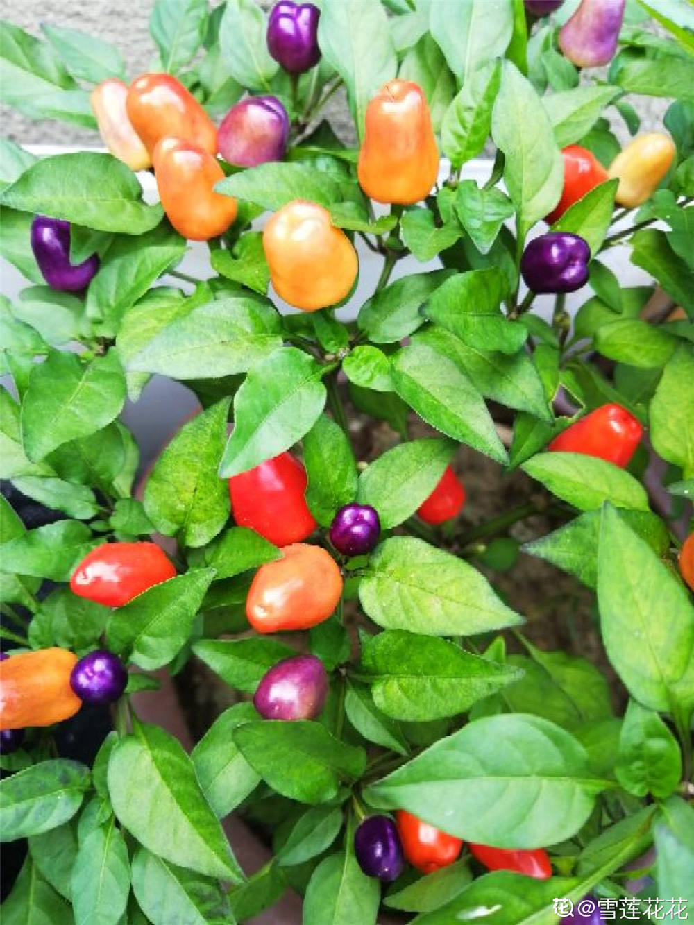 五彩椒的阳台养殖方法