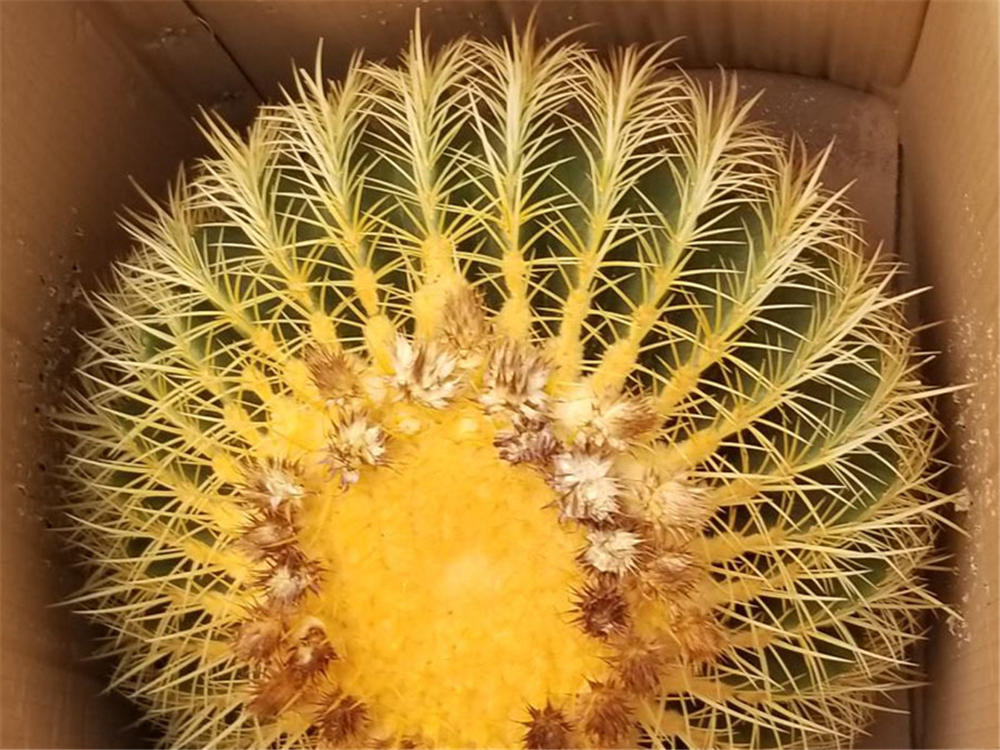 [金琥球的水肥管理技巧]金琥球的水肥管理技巧 - 深圳生活网