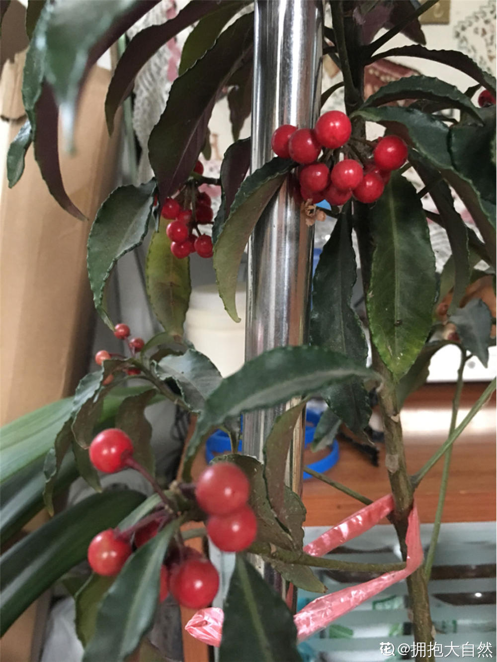 朱砂根富贵籽的四季养殖护方法