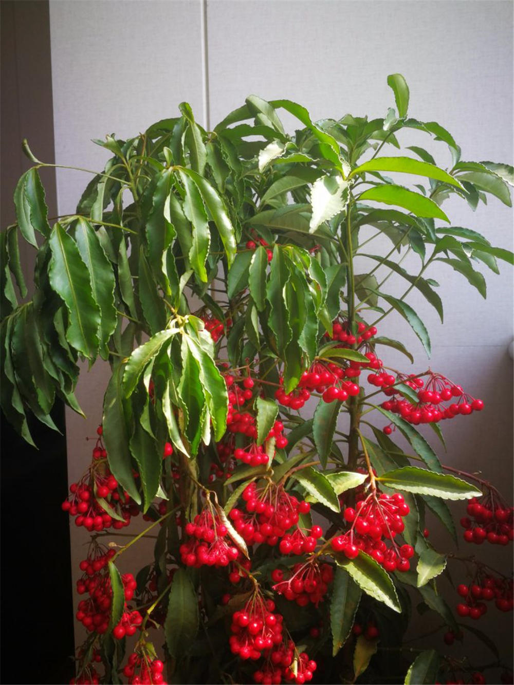 朱砂根富贵籽的四季养殖护方法