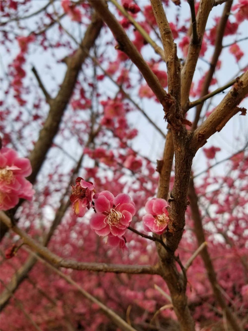 中国十二个月的花神各是什么 花百科