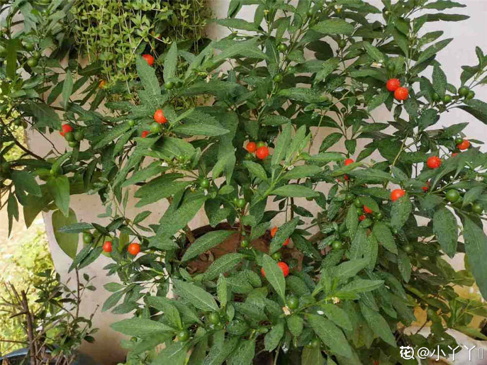 冬珊瑚有毒吗可以室内养殖殖吗