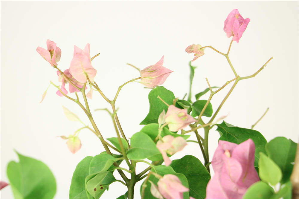 三角梅 三角梅