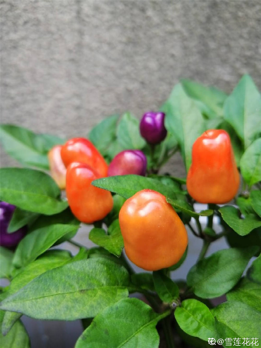 五彩椒的观果期是在每年的8月份——10月份.因为色彩丰富.绿色.白色.