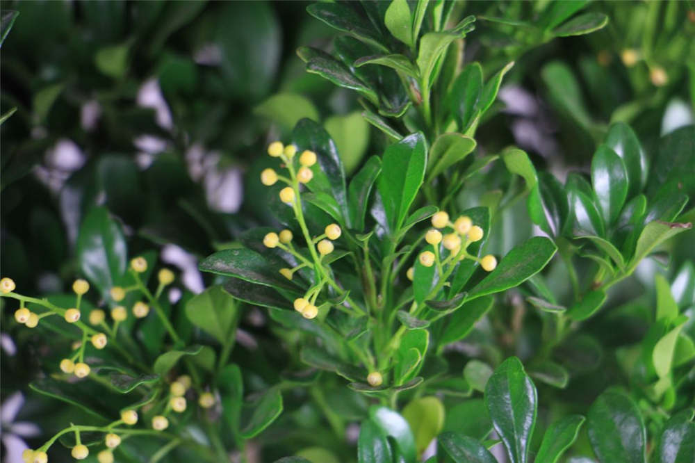 米兰花 米兰花